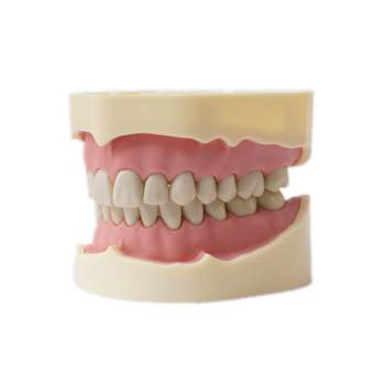 Dentalmodell Übungsmodell NDA-4